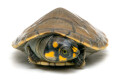 Podocnemis unifilis juvenil female